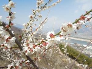 Apricot blossoms on the mountainside