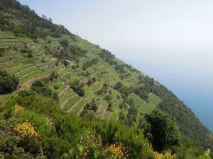 Olive groves vineyards clinging to the cliffs