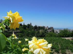 The view from the Generalife garden