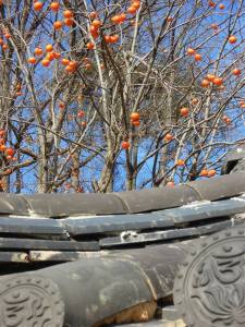 Persimmons clinging on in the winter chill