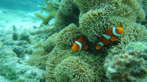 10. Found Nemo and his Dad.