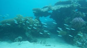 11. Unusual coral formation.