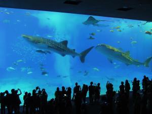 4. Whale sharks at the aquarium.