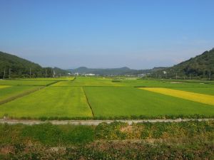11. Rice fields